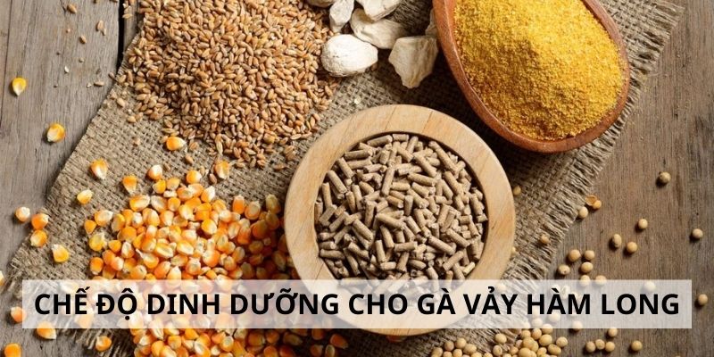 Vảy Hàm Long - 3 Lý Do Nên Chọn Gà Hàm Long Khi Đấu Kê 5 Chế độ dinh dưỡng dành cho gà hàm long