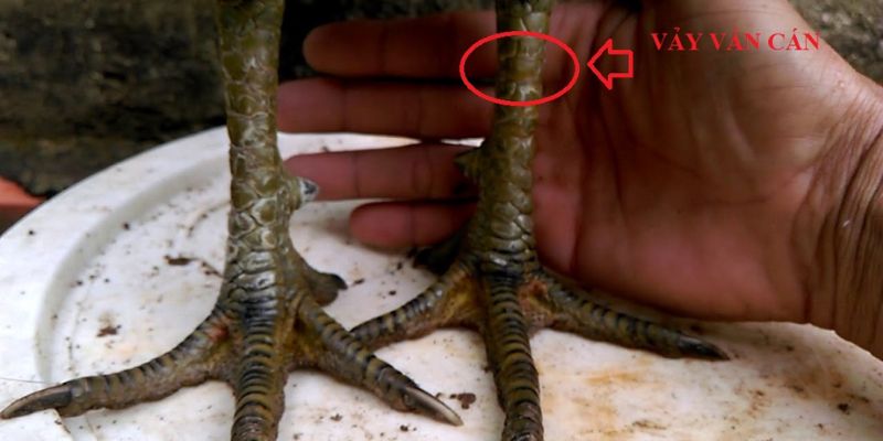 Vảy Gà Vấn Cán - Đặc Điểm Vảy Gà Độc Và Hiếm Nhất 2024 3 Khám phá đặc điểm của các loại vảy vấn cán