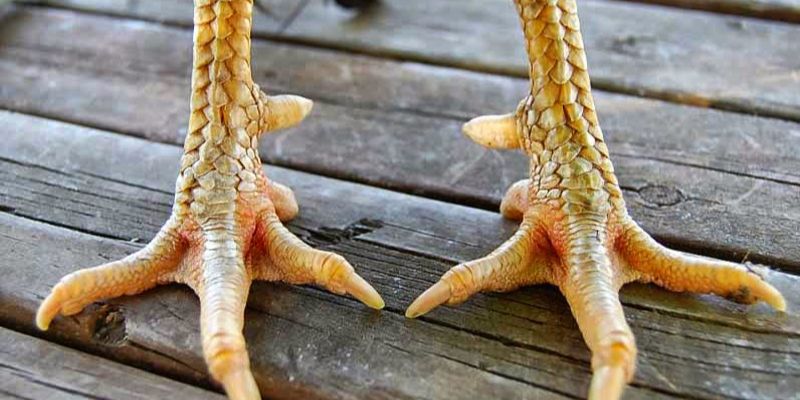 Vảy Gà Vấn Cán - Đặc Điểm Vảy Gà Độc Và Hiếm Nhất 2024 4 Thông tin đặc điểm của vảy gà vấn cán hoành khai