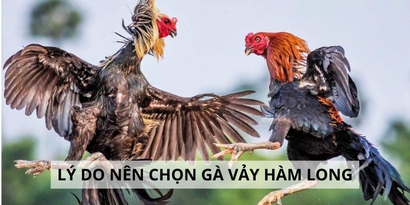 Vảy Hàm Long - 3 Lý Do Nên Chọn Gà Hàm Long Khi Đấu Kê 4 Top 3 lý do nên chọn gà hàm long