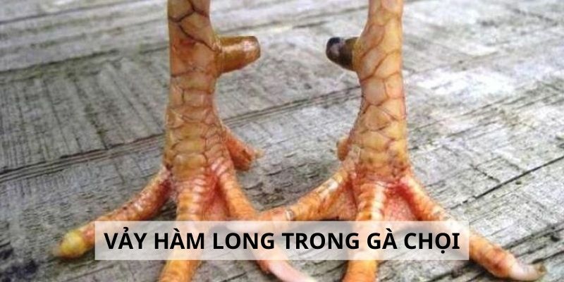 Vảy Hàm Long - 3 Lý Do Nên Chọn Gà Hàm Long Khi Đấu Kê 2 Vảy Hàm Long - 3 Lý Do Nên Chọn Gà Hàm Long Khi Đấu Kê