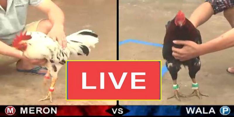 Đá Gà Online Campuchia - Cách Tham Gia Cá Độ Đá Gà Campuchia 4 Chi tiết cách tham gia cá độ đá gà Campuchia